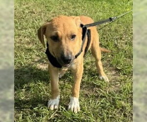 Labrador Retriever-Unknown Mix Dogs for adoption in Tarrytown, GA, USA