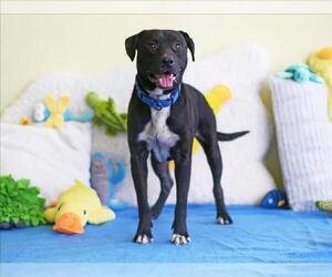 Labrador Retriever-Unknown Mix Dogs for adoption in Tavares, FL, USA