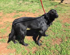 Labrador Retriever Dogs for adoption in Lindale , TX, USA