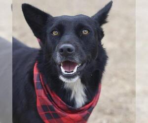 Mutt Dogs for adoption in San Antonio, TX, USA