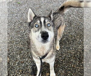 Siberian Husky-Unknown Mix Dogs for adoption in Palmetto, FL, USA