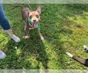 American Pit Bull Terrier-Unknown Mix Dogs for adoption in Tulsa, OK, USA