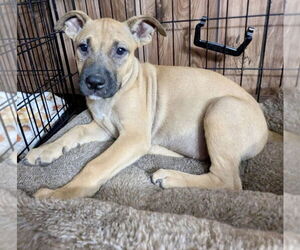 American Pit Bull Terrier-Labrador Retriever Mix Dogs for adoption in Brewster, NY, USA