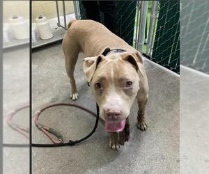 American Pit Bull Terrier Dogs for adoption in Downey, CA, USA