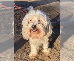 Maltese-Unknown Mix Dogs for adoption in El Cajon, CA, USA
