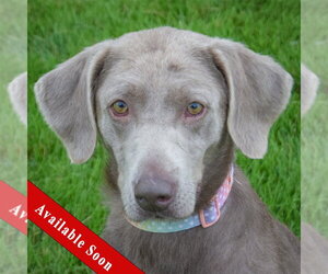 Labmaraner Dogs for adoption in Huntley, IL, USA