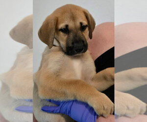 Great Dane-Labrador Retriever Mix Dogs for adoption in Bullard, TX, USA