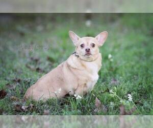 Chihuahua-Unknown Mix Dogs for adoption in Shreveport, LA, USA
