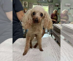 Poodle (Miniature) Dogs for adoption in Benton, LA, USA