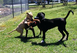 Mutt Dogs for adoption in New Bern, NC, USA