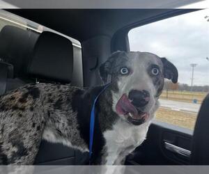 Catahoula Leopard Dog-Unknown Mix Dogs for adoption in Grand Prairie, TX, USA