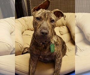 Bullboxer Pit Dogs for adoption in Greenville, SC, USA