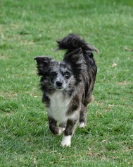 Australian Shepherd-Pomeranian Mix Dogs for adoption in Abilene, TX, USA