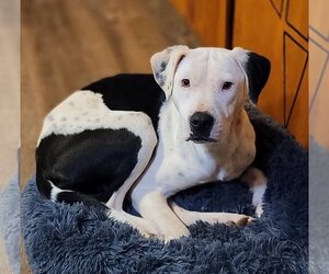 American Pit Bull Terrier-Unknown Mix Dogs for adoption in Greenville, SC, USA
