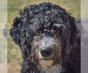 Mutt Dogs for adoption in Huntley, IL, USA