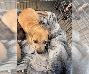 Labrador Retriever-Unknown Mix Dogs for adoption in Tallahassee, FL, USA