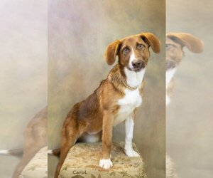 Border Collie-Spaniel Mix Dogs for adoption in Hot Springs Village, AR, USA