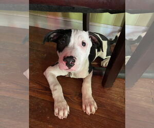 Mutt Dogs for adoption in Sanford, FL, USA