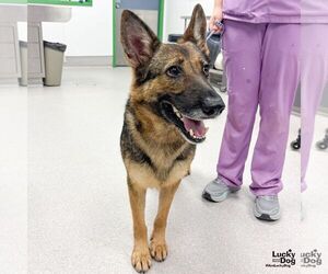 German Shepherd Dog-Unknown Mix Dogs for adoption in Washington, DC, USA