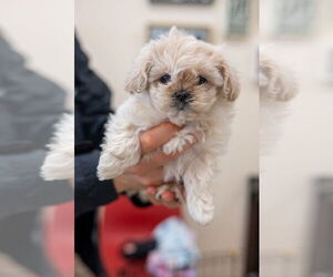 Shih Tzu-Unknown Mix Dogs for adoption in Mundelein, IL, USA