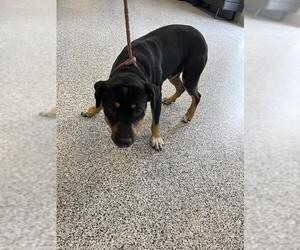 Rottweiler-Unknown Mix Dogs for adoption in Palmetto, FL, USA
