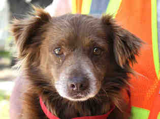 Cocker Spaniel Dogs for adoption in Ojai, CA, USA