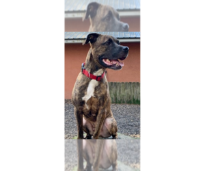 Mutt Dogs for adoption in St. Augustine, FL, USA