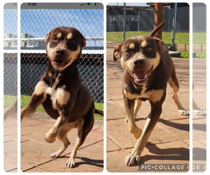 Mutt Dogs for adoption in columbia, SC, USA