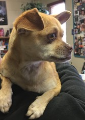 Chug Dogs for adoption in Amarillo, TX, USA
