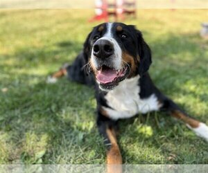 Bernese Mountain Dog Dogs for adoption in New Albany, OH, USA