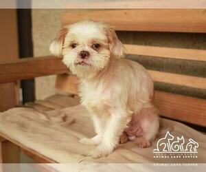 Medium Photo #1 Shih Tzu Puppy For Sale in Irvine, CA, USA