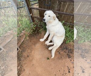 Great Pyrenees-Unknown Mix Dogs for adoption in Norman, OK, USA