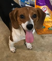 Beagle Dogs for adoption in Dalzell, SC, USA