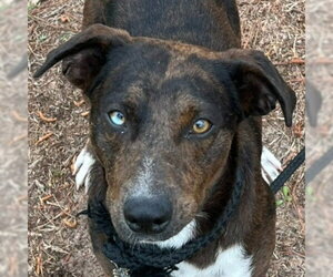 Labrador Retriever-Unknown Mix Dogs for adoption in Lake Forest, CA, USA