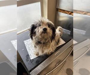 Lhasa Apso-Unknown Mix Dogs for adoption in Santa Cruz, CA, USA