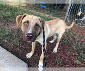 Labrador Retriever-Unknown Mix Dogs for adoption in Charlotte, NC, USA