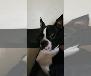 Boston Terrier Dogs for adoption in Oak Bluffs, MA, USA