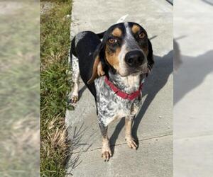 Bluetick Coonhound-Unknown Mix Dogs for adoption in North Myrtle Beach, SC, USA