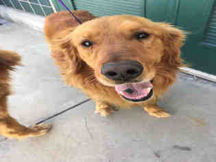 Golden Retriever Dogs for adoption in Rancho Cucamonga, CA, USA