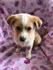 Australian Retriever Dogs for adoption in Attalka, AL, USA
