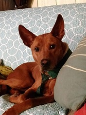 Carolina Dog-Pharaoh Hound Mix Dogs for adoption in Jarrettsville, MD, USA