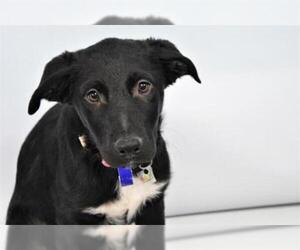 Labrador Retriever Dogs for adoption in Fort Collins, CO, USA