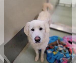 Maremma Sheepdog Dogs for adoption in Placerville, CA, USA
