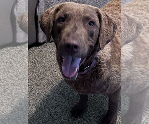 Chesapeake Bay Retriever Dogs for adoption in Crossville, AL, USA