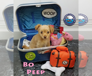 Papshund Dogs for adoption in Arcadia, FL, USA