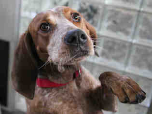 English Coonhound Dogs for adoption in Pittsburgh, PA, USA