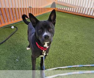 Akita-Siberian Husky Mix Dogs for adoption in Las Vegas, NV, USA