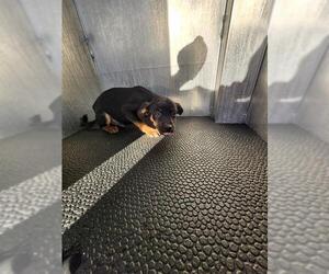 Chihuahua-Unknown Mix Dogs for adoption in San Antonio, TX, USA