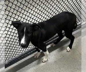 Labrador Retriever-Unknown Mix Dogs for adoption in Sterling, MA, USA