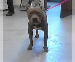 American Pit Bull Terrier-Unknown Mix Dogs for adoption in Fayetteville, NC, USA